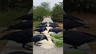 Crow Sound 🥰 Crows INVADE Indian Parrots Breakfast! 🦜 Angry Talking Parrot Feeding Chaos! #parrot