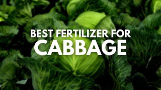 Best Fertilizer for Cabbage - Juicy and Tasty Cabbages