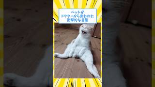 Shocking things the doctor said to my pet lol #cat #dog #pet #animal #2ch #shorts