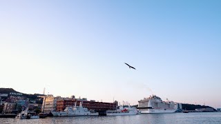 20250320 基隆港黑鳶