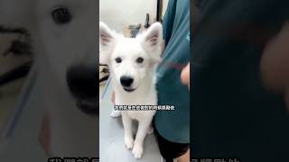 養狗新手請避免 #幼犬 #養狗