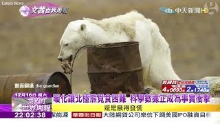 2017.12.16【文茜世界周報】暖化讓北極熊覓食困難　科學數據正成為事實衝擊