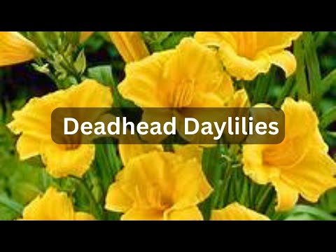 How To Deadhead Daylilies | Tidy & Clean Up