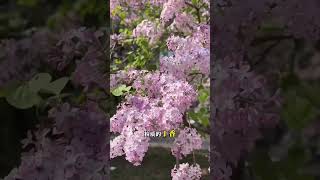 【高级樱花】家居香氛无火香薰精油花香酒店清香优雅持久留香香薰 家用香薰 视频同款 居家香氛推荐
