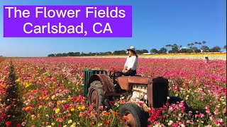 [游记4K] The Flower Fields  Carlsbad, CA# San Diego 圣地亚哥花海赏花