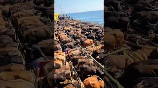 Move the cows to a small boat, many of them go into the sea #cows #cattle #swimmingcows