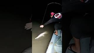 Shawn putting Aligator gar on the boat, use hook removal tool.
