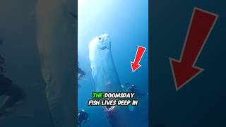 "🐍 The Doomsday Fish Is REAL?! (Oarfish Facts)" #youtubeshorts #trendingnow #animalfacts #wildlife