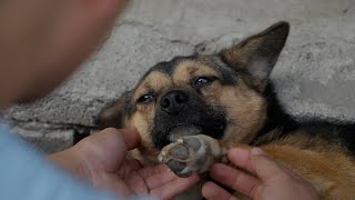 养犬兄妹利用流浪狗骗取流量？两年多过去了，谣言不攻自破\We raise funds by street dogs via social media for 2 years? Rumor!