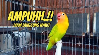 SEKALI DENGAR LANGSUNG NYAMBAR, Suara Burung Lovebird Ngekek Panjang PINTAR Memancing EMOSI