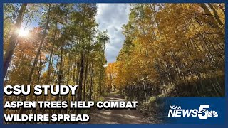 CSU Study: Aspen Trees May Help Combat Colorado's Year-Round Fire Season