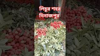 লিচুর শহর দিনাজপুর।  Lichi City Dinajpur|M Munna #lichitv #লিচু #ফলমূল #dinajpur #bangladesh