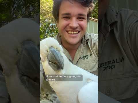 Chandler and his favourite cockatoo friend