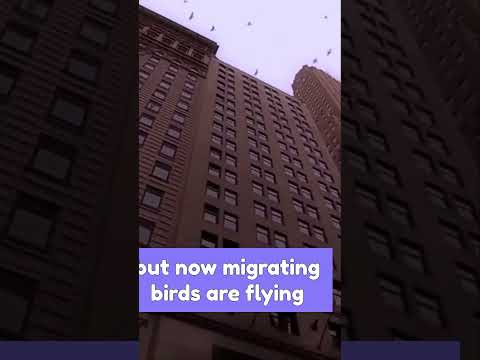 Human Extinction #shorts The Impact of Human Extinction