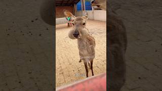 Deer Core.🦌🦌#deer #funny #core #funnyanimals #cute #fyp