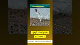పెరూ టాప్ క్వాలిటీ పుంజు| @PetsMarket365 | #intelugu | AP, Telangana.