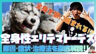 全身狼に噛まれる！？全身性エリテマトーデス 膠原病 原因 症状 治療 ループス腎炎 【自己免疫疾患】【病理学】【臨床医学】【解剖生理学】