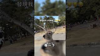 #vlog 奈良公園 被小鹿跟蹤！！！ #日本旅遊