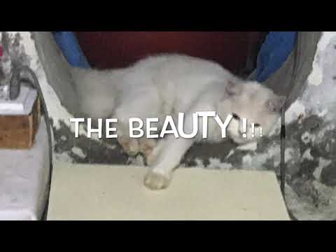 A cutie white cat, sleeping comfortably. At first glimpse, I thought it to be a stuffed toy 🐱