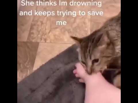 worried kitten :D