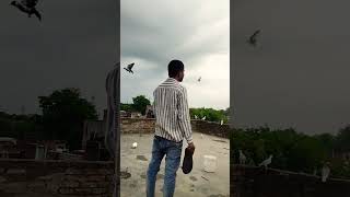 KABUTAR LOVER 🕊️#kabutar #pigeon #pigeons #birds #kabootar #pigeonpose #pigeonlove #kabutarbazi