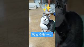 どこからが本気モード？😅😅😅　#cat #shorts #アクション #hunter