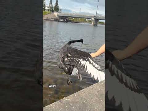 Rescue Diaries | Saving a swan