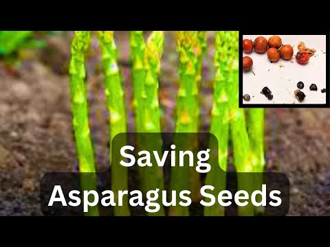 Collecting Asparagus Seeds | Saving Harvesting