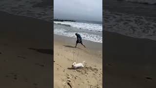 Caída nivel: casi estrangula al perro #PlayaFail #CaídaConPerro #EpicFail #ShortsDivertidos #Risa