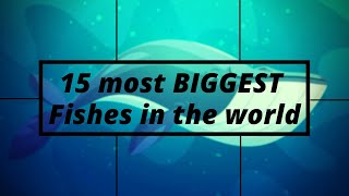 15 most biggest fishes in the world | G.K fun facts