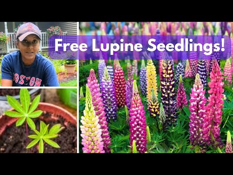 HOW TO Transplant Move Lupine Seedling Plants | Garden Vlog