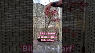 Dwarf Japanese Maple Bonsai Defoliation #acerpalmatum #momiji #bonsai #japanesemaple #plants