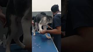#petvideo #pets #funnypets #petlovers #petlovers #youtube #youtubeshorts #ytshorts #subscribe