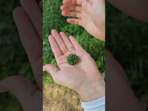 Foraging a natural insect repellent called Yarrow