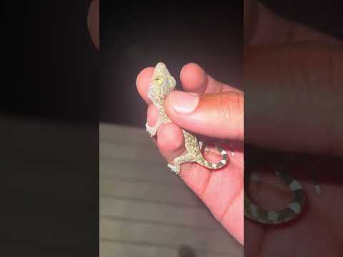 BABY TOKAY GECKO 🦎#LIZARD #animal #wild #bali #nature #gecko #viral #shorts #animalshorts #reptile