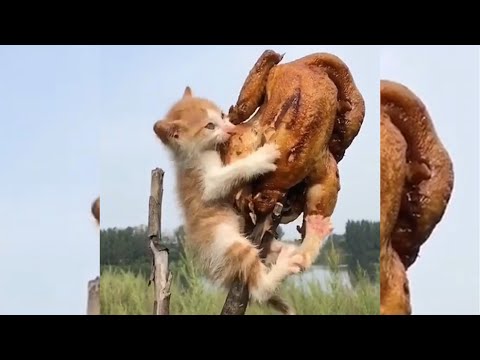 THE KITTEN EATS THE GRILLED CHICKEN AND TRIES NOT TO GO