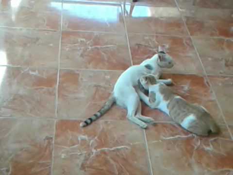 كديس (قط) كبير بيرضع من أمه . A big cat suckle from his mother