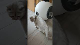 #cat #貓眼觀察室 #cute #貓跳台 #catlover #貓咪日常 #cutespets #funny #寵物友善日常 #cuteanimal