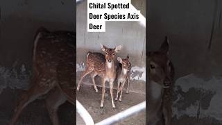 Chital Spotted Deer Species Axis deer 🦌#shorts #youtubeshorts #axis #deer #chital #popular #spotted