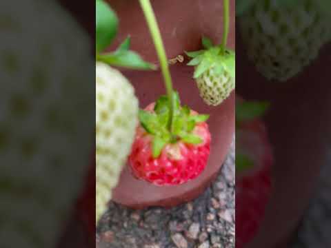 草莓🍓