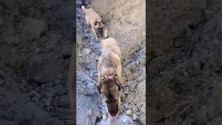 野狼入侵牧區，坎高犬埋伏出擊，狼瞬間被打懵 #野生動物 #動物解說