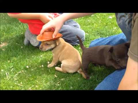 Woody and the three little Dogs
