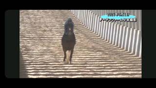 国枝厩舎の2021年期待の2歳馬　ルナソル