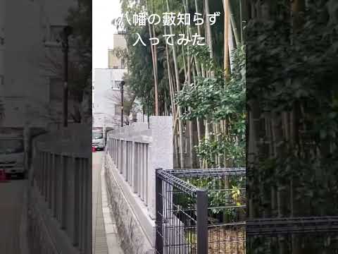 八幡の藪知らず 入ってみた #shorts #炎上 #八幡の藪知らず #八幡の藪しらず