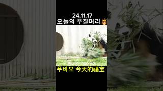 푸바오 24.11.17 오늘의 푸질머리 임오들 나 화나또🐼🍁 今天的福宝福宝生气了  #푸바오 #fubao #福宝 #판다 #panda