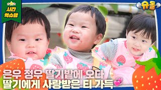 [SUB] 낮에는 딸기, 저녁에는 청국장⁉️ 쩝쩝박사 우형제가 나타났다🎵 l 슈퍼맨이 돌아왔다 KBS 250205 방송