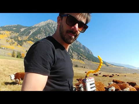 Playing Lon Lon Ranch for a herd of cows