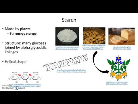 Polysaccharides - carbohydrate polymers