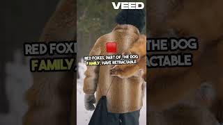 Mind Blowing Fox Facts You Didn’t Know!