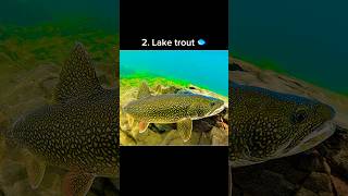 Fish I need to catch before I ☠️(part 11)